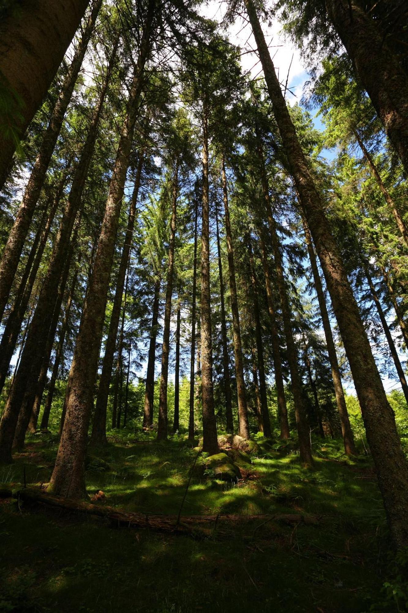 Hoehengasthaus Kolmenhof An Der Donauquelle Furtwangen Exterior foto
