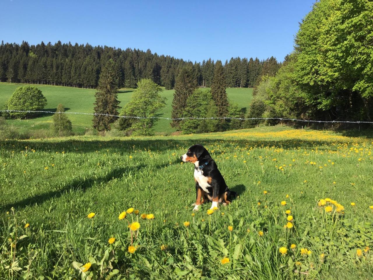 Hoehengasthaus Kolmenhof An Der Donauquelle Furtwangen Exterior foto